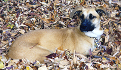 Photo of Dallas, Tex's dog